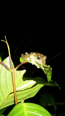 Pristimantis labiosus