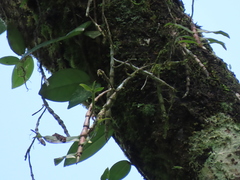 Dendrobium chameleon