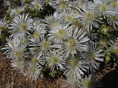 Drosanthemum albens