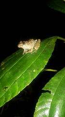 Pristimantis labiosus