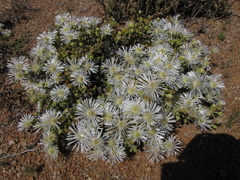 Drosanthemum albens