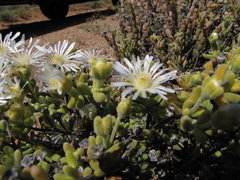 Drosanthemum albens