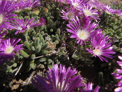 Drosanthemum