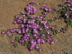 Drosanthemum