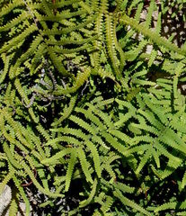 Gleichenia polypodioides