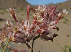 Dyerophytum africanum