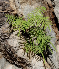 Gleichenia polypodioides