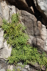 Gleichenia polypodioides