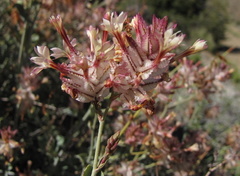 Dyerophytum africanum
