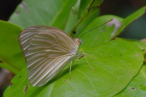 Florida White photo 3