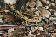 Schistocerca serialis cubense