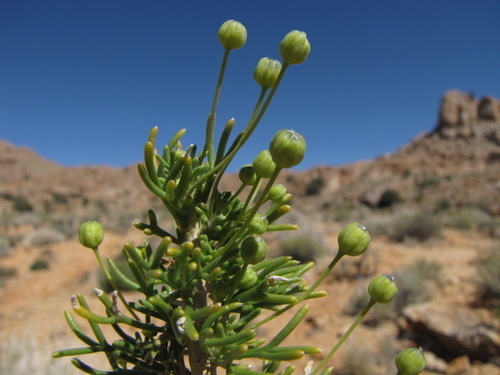 Euryops subcarnosus subsp. vulgaris image