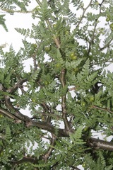 Bursera bipinnata
