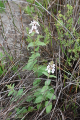 Stachys bolusii