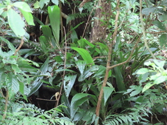 Calanthe formosana