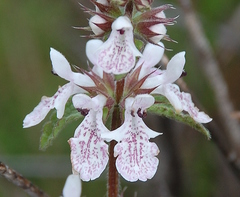 Stachys bolusii