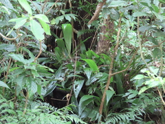 Calanthe formosana