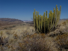 Euphorbia avasmontana var. avasmontana image