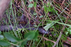 Platanthera clavellata