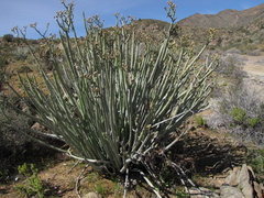 Euphorbia dregeana