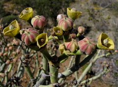 Euphorbia dregeana