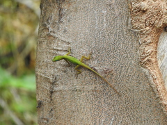 Anolis trinitatis