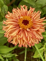 Dahlia pinnata