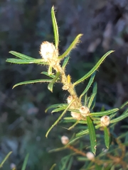 Pultenaea rosmarinifolia