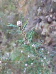 Pultenaea rosmarinifolia