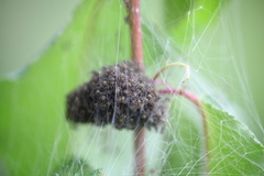 Dolomedes scriptus