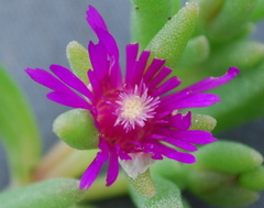 Delosperma saturatum