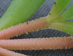 Delosperma saturatum