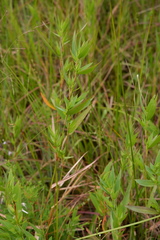 Dichanthelium scabriusculum