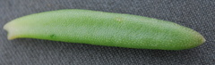 Delosperma saturatum