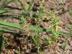 Polygonum polygaloides kelloggii
