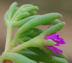 Delosperma saturatum