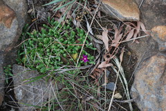 Delosperma saturatum