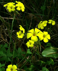 Oxalis pes-caprae pes-caprae