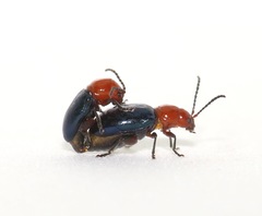 Syphrea flavicollis