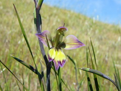 Gladiolus orchidiflorus