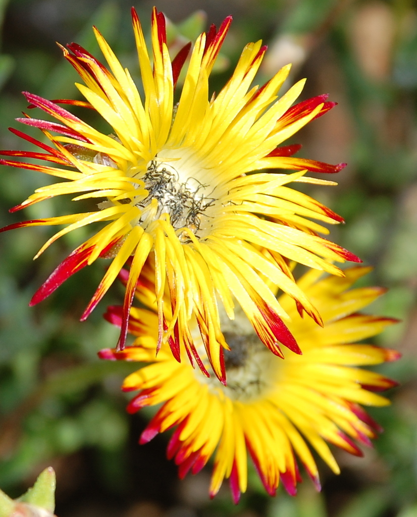 Drosanthemum hallii