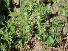 Polygonum polygaloides kelloggii