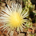 Planifolia - Photo (c) Charles Stirton, μερικά δικαιώματα διατηρούνται (CC BY-SA), uploaded by Charles Stirton