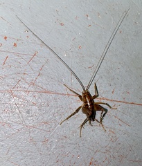 Ceuthophilus maculatus