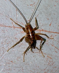 Ceuthophilus maculatus