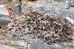 Oscularia deltoides