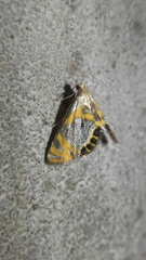 Nymphicula