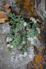 Oscularia deltoides
