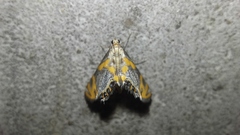 Nymphicula