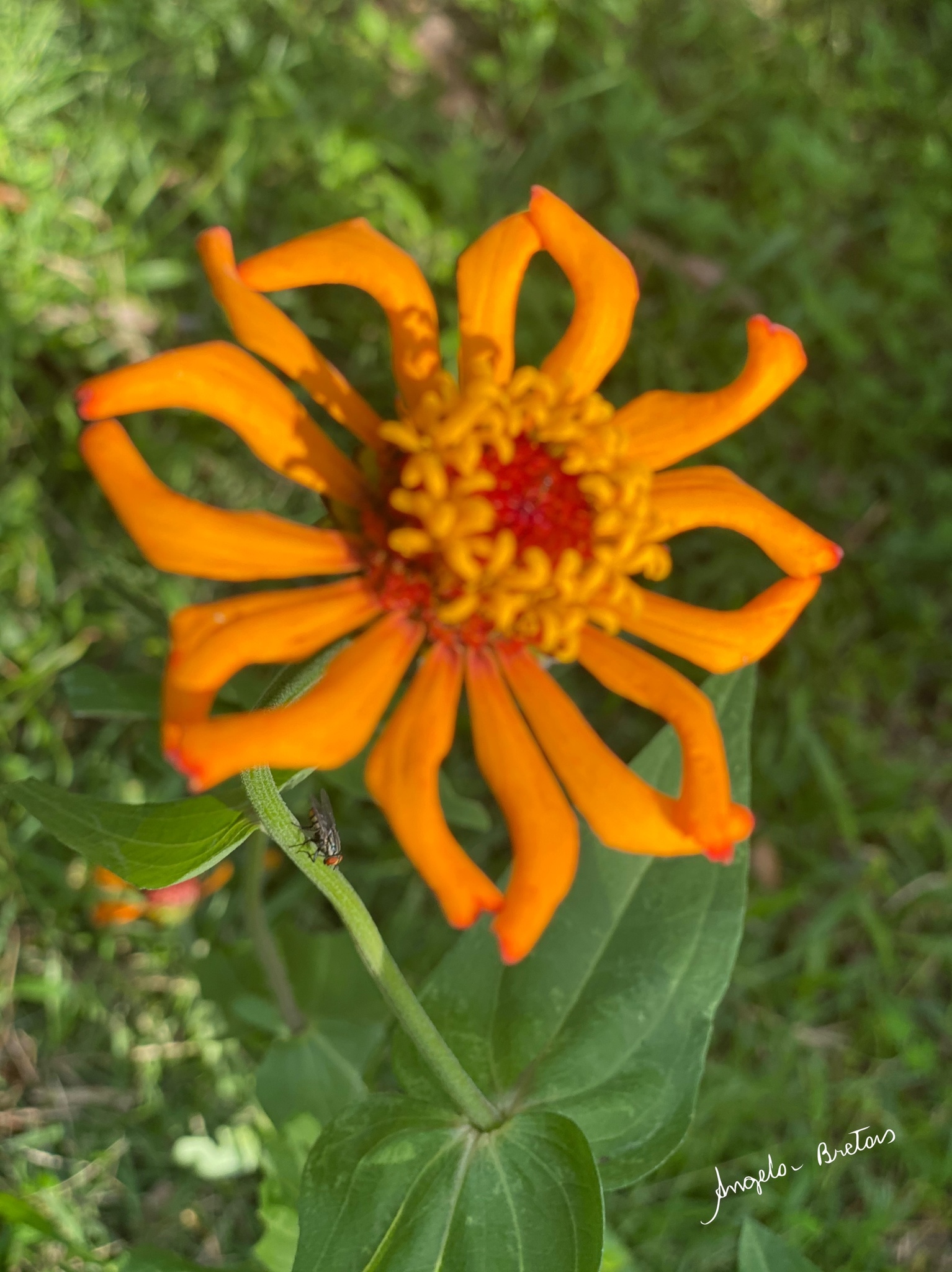 Zinnia elegans